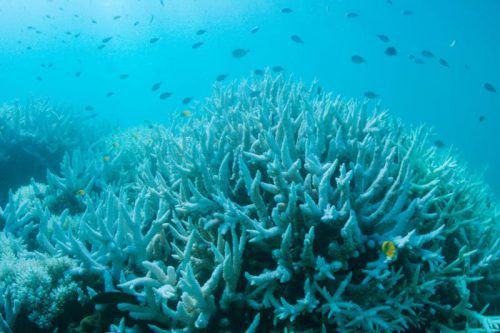 Das Great Barrier Reef zieht sich insgesamt über 2300 Kilometer. Welches Ausmaß die neue Bleiche haben wird, muss sich noch zeigen. Foto: AFP