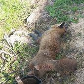 Fuchs trat in verbotene Falle