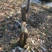 Biber finden sich am Feldkircher Egelsee ein