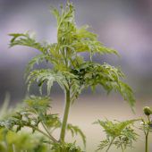 Allergiker haben Riesenproblem