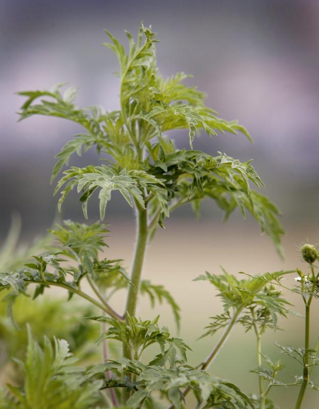 Hat sich Ragweed in einer Gegend erst einmal etabliert, breitet es sich in Massen aus. Die Pflanze wird auch Trauben- oder Fetzenkraut genannt. AP