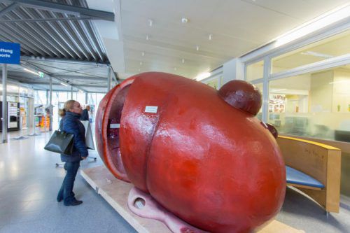 Die Riesenniere im Foyer des Landeskrankenhauses Feldkirch war ein vielbestauntes Ausstellungsstück. Fotos: vn/paulitsch