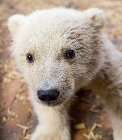 Eisbär Fritz soll nach seinem Tod nun obduziert werden. Foto: AFP