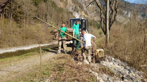 Entlang des Illdamms in Lorüns wurden dieser Tage 13 Jungbäume gepflanzt. Foto: Gemeinde