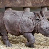 Zoo in Pilsen hat neuen Publikumsliebling