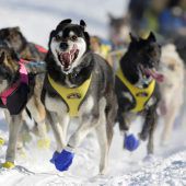 Die Hunde sind los beim Iditarod