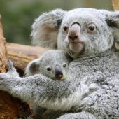 Nachwuchs bei den Koalas