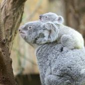 Guck mal!