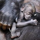Gorilla-Nachwuchs in Frankfurt