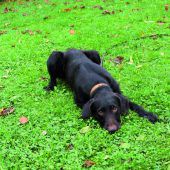 Familienanschluss für Hund und Katze