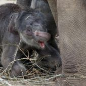 Baby-Boom im Kölner Elefantenpark