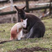 Albino-Känguru heißt Flöckchen