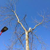 Postauto kracht gegen Baum