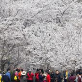 Kirschblüte in China