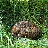 Kleine Kitzretter als große Hoffnung der Wildtierhilfe