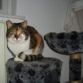 13 Katzen suchen nach Delogierung neues Zuhause