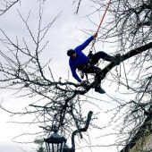 Ginkgo-Baum beim Rathaus gestutzt