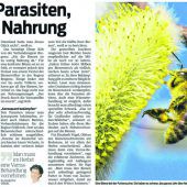 Analyse zum Bienensterben