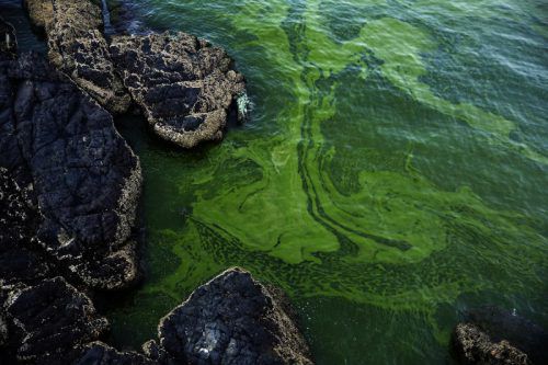 Wissenschaftler führen die Ausbreitung der Algen vor der Küste des Oman auf ein verstärktes Abschmelzen des Eises im Himalaya zurück.  AP