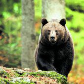 Luchs & Co. in der inatura