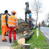 Alleebäume in Hard mussten ersetzt werden
