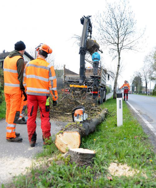 Baumrodungsaktion entlang der L 202 in Hard. Foto: ajk