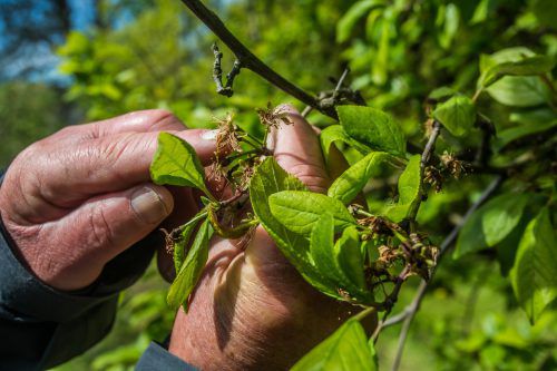Erfrorene Apfelblüten. Das sind die Folgen der vergangenen Frostnächte. Jetzt wird es endlich wärmer.