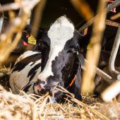 Land reagiert bei Tierschutz