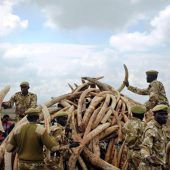 Große Rettungsaktion für Afrikas Nashörner