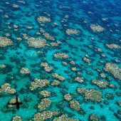 Neue Schäden am Great Barrier Reef bedenklich