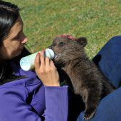 Tierschützer sorgen sich um zwei Bären-Waisen
