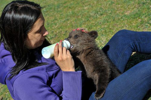 Eine Pflegerin füttert eines der verwaisten Bärenjungen. Sie könnten, sich jedoch zu sehr an Menschen gewöhnen. Foto: AFP