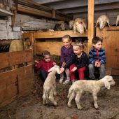 Ein munterer Nachwuchs im Schafstall