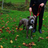 Hunde suchen neues Zuhause