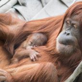 Orang-Utan-Baby vorgestellt