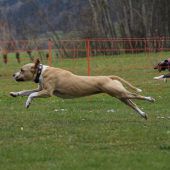 20. Osterhunderennen