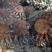 Riesenschnecken sollen Great Barrier Reef retten