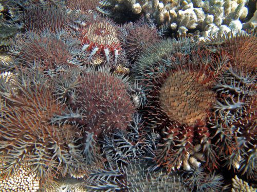 Die Dornenkronenseesterne haben sich stark vermehrt und sind zu einer ernsten Bedrohung des Great Barrier Reefs geworden. Reuters