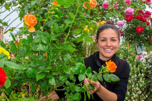Kerstin Waibel kennt sich mit Rosen aus. Immerhin arbeitet sie im Familienbetrieb, der über 500 Rosenarten anbietet. Foto: VN/Paulitsch
