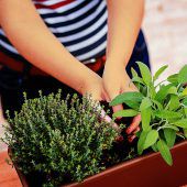 Kleine Aromawunder im eigenen Garten