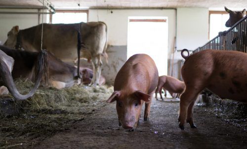 Rund 2600 Tierhalterbetriebe werden jährlich besucht. Seit Kurzem werden daraus auch tierschutzrelevante Daten bezogen. VN/Hartinger