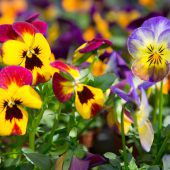 Der Frühling lockt die Menschen in die Natur