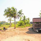 Tabakanbau und Pferde im ländlichen Viñales