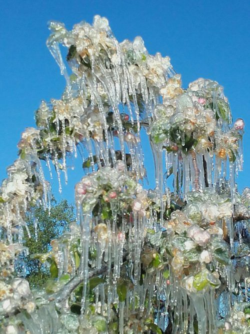 Wenn ein Eismantel pflanzliches Leben rettet: Dieser Frostschutz hielt die Äpfel und Erdbeeren von Gerold Amann unversehrt. Fotos: Amann