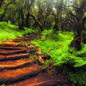 Garajonay-Nationalpark: Mystischer Lorbeerwald