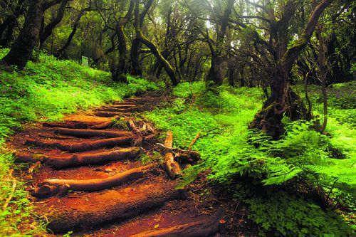 Zahlreiche Wanderwege führen Besucher durch den Garajonay-Nationalpark, der seit 1981 unter Naturschutz steht.