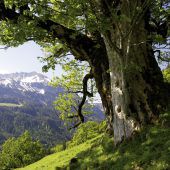Naturfotograf Amber zeigt „Baumwelten“