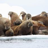Klimawandel bedroht Alaskas Ureinwohner