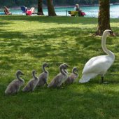 Am Paspelssee Vögel füttern wird bestraft