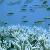 Korallen im Roten Meer trotzen Klimawandel